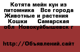 Котята мейн-кун из питомника - Все города Животные и растения » Кошки   . Самарская обл.,Новокуйбышевск г.